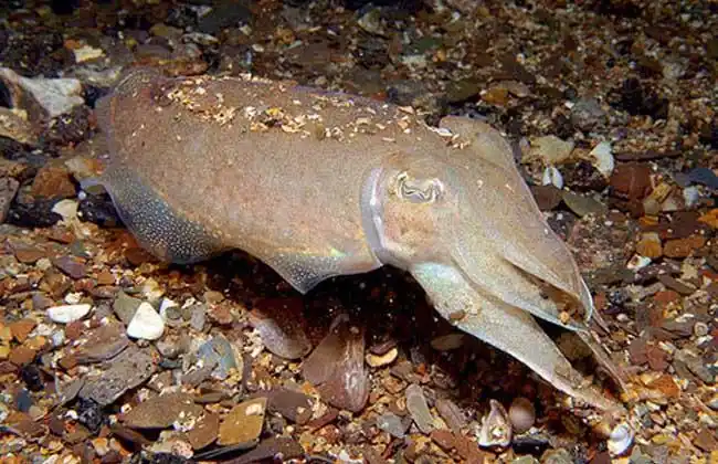 乌贼种类图片大全