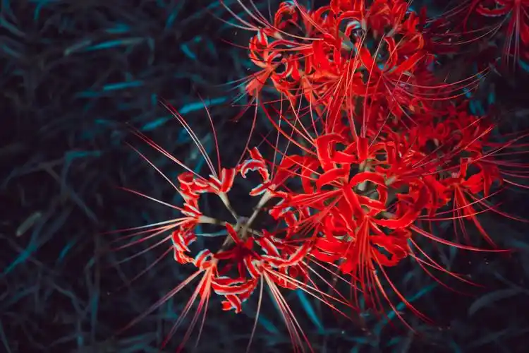 佛前地狱间 花叶不相见_风景_poco摄影,彼岸花