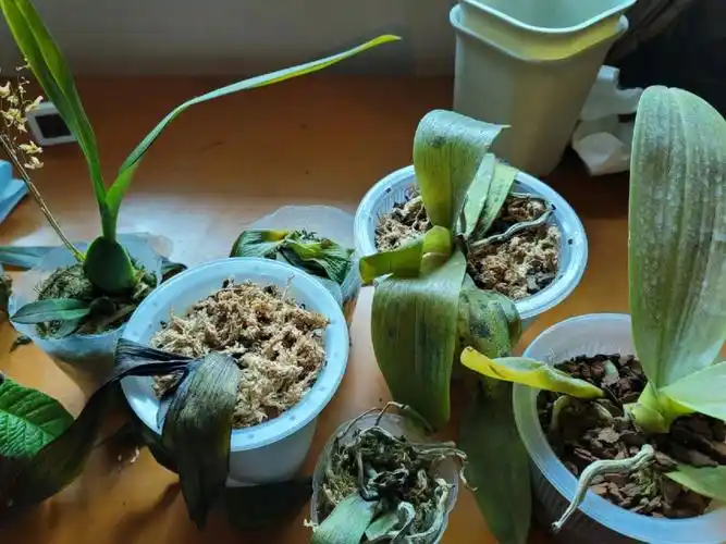 植物种植记录蝴蝶兰