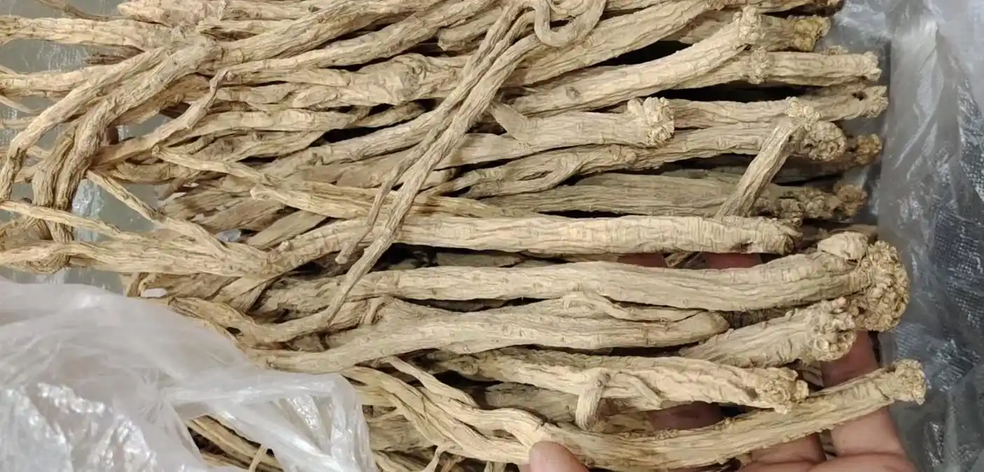 野生党参养生知识