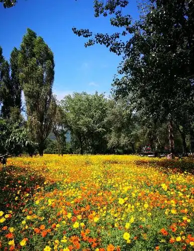 游北京植物园九九艳阳天《二》