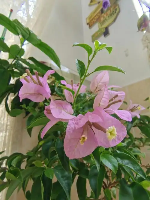 巴西紫三角梅第一次开花