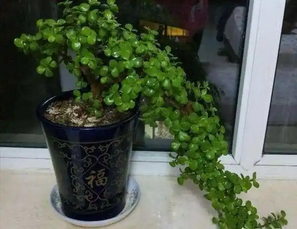 金枝玉叶叶子掉光了还能活吗-思念百科