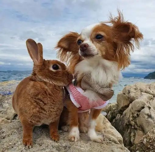 狗狗和小兔子