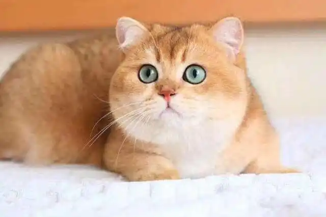 关于金色英国短毛猫的一些冷知识