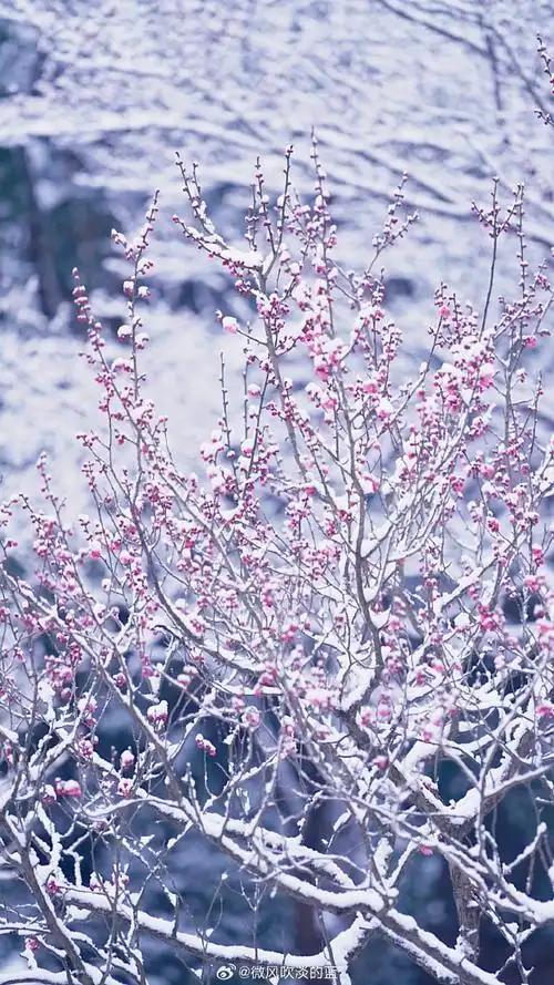 发现极美南京##100个冬日限定美景##植物##我还是