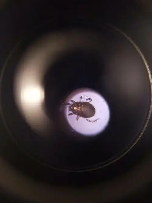 请问这是什么虫?