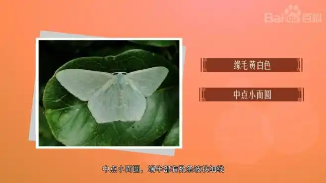 尺蛾教学来了解尺蛾