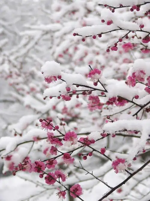 寒假里,下雪了,那是2018年的第一场大雪,也就在那个下雪天,梅花开了.