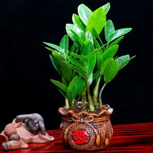 摇钱树聚财金钱树四季办公室绿植桌面美观客厅风景盆栽树真树