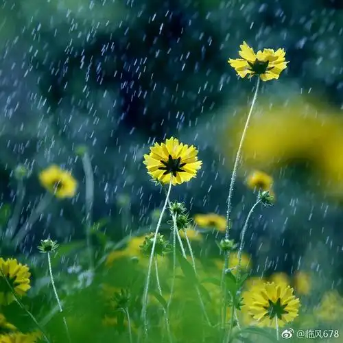 春天的色彩,雨后的清新.