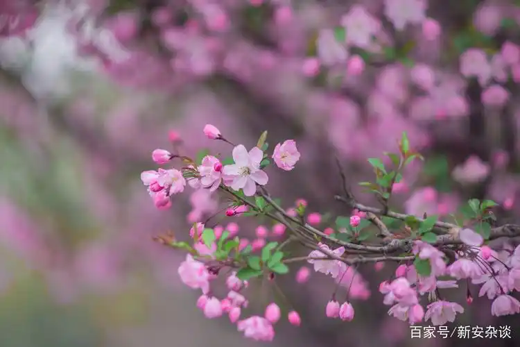 漂亮的垂丝海棠,春天里的粉色海洋