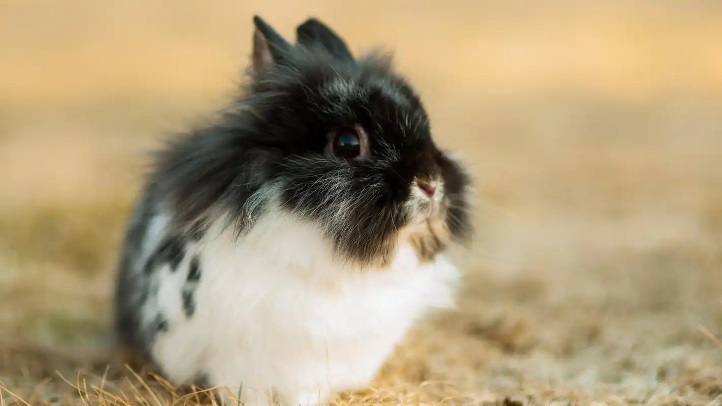 > 可爱自然界动物图片大全电脑桌面壁纸下载(1920x1080)