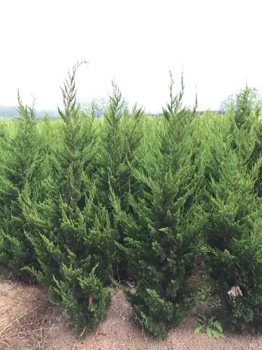 龙柏树苗什么地方多?