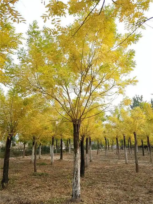 20公分黄金槐价格欢迎来电咨询