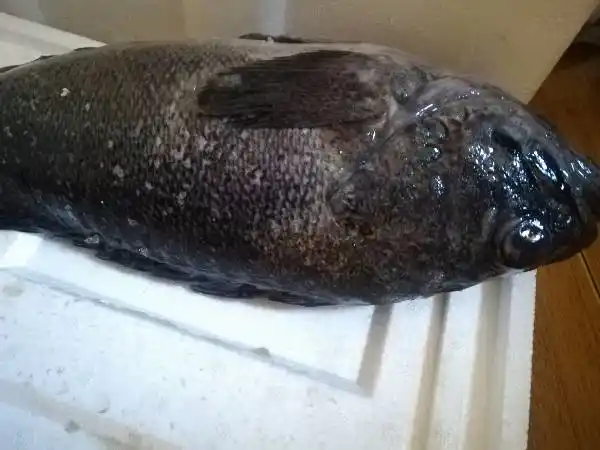 好像是一种海鱼. 好像是一种海鱼