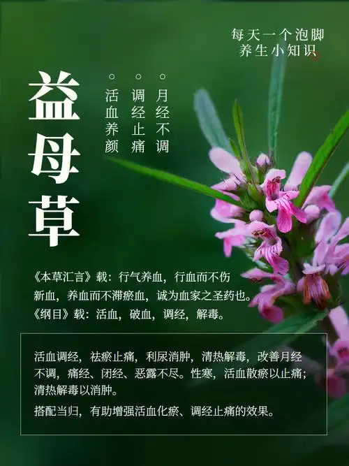 02益母草本草纲目100种有益植物图鉴
