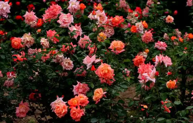 月季花的繁殖方法有哪些?