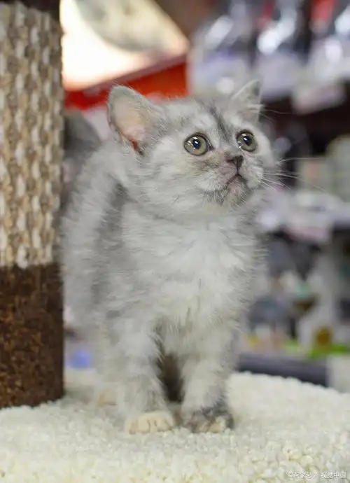 美短银渐层和英短银渐层区别