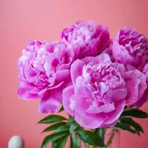 昆明发货重瓣芍药弗莱明进口品种