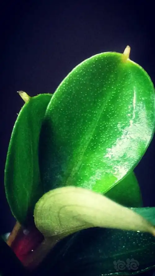 喜欢的叶型之二十二