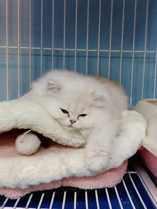 金吉拉纯种猫白色