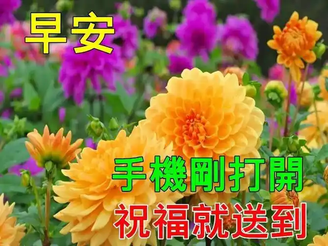 原创7张特别漂亮的早上好问候祝福语动态鲜花图片冬日最美早晨好问候