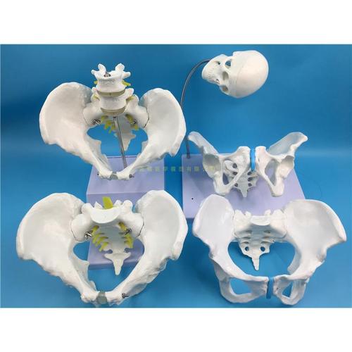 自然大女性骨盆模型  女性分娩骨盆 助产示教 一比一盆骨模型