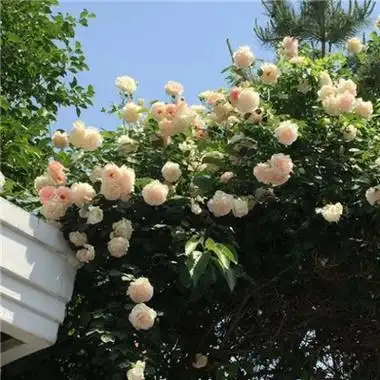 超有意境的微信头像2022 将一生热爱付诸一人足矣-微信头像