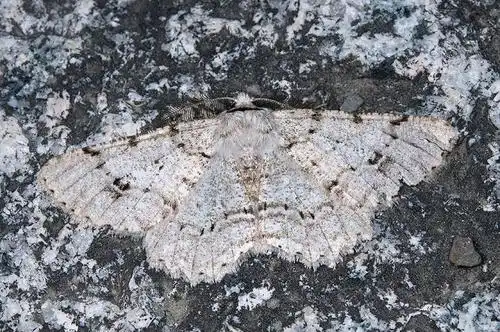 鉴定学名 污雪条斑尺蛾  lassaba  brevipennis brevipennis (inoue