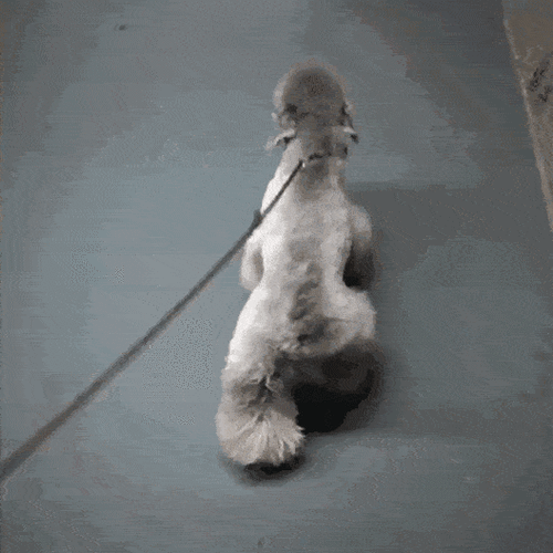 春晚上的狗狗都会站诶,你家的会吗?