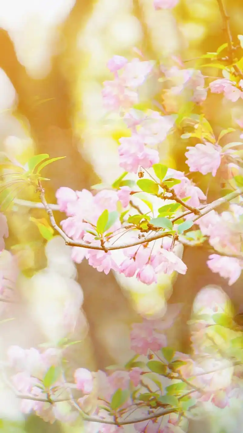 花非花,雾非雾.#高清壁纸 #治愈 #一花一世界 #落花 # - 抖音