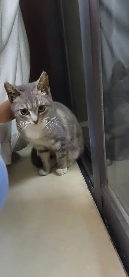 灰色狸花猫罕见吗