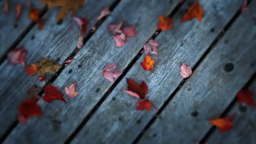 秋季枫叶4k壁纸_4k背景图片高清壁纸_墨鱼部落格