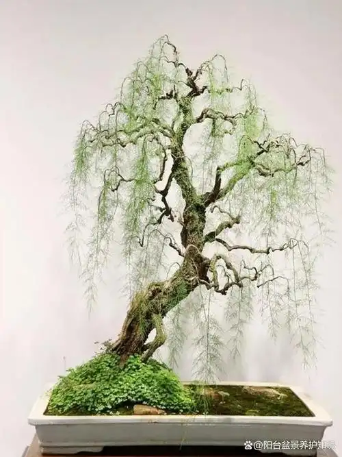 三春柳又称为柽柳,沙柳,红柳,是河南中州盆景创作的主要素材,三春柳多