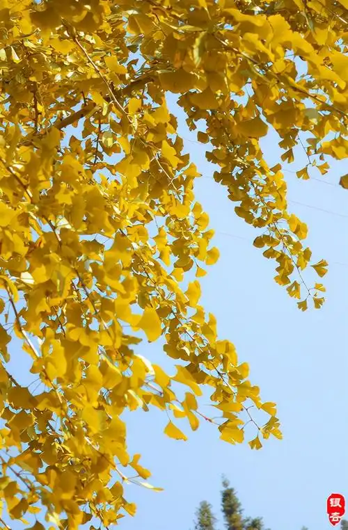 描写秋天树景优美句子