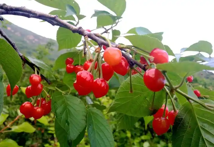 【图片3】好吃的山樱桃--蜂鸟论坛照片套图