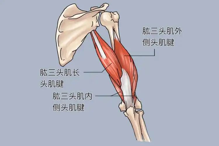 上臂后群肌肉位置图作用肱二头肌收缩时屈肘关节,当前臂在旋前位时能