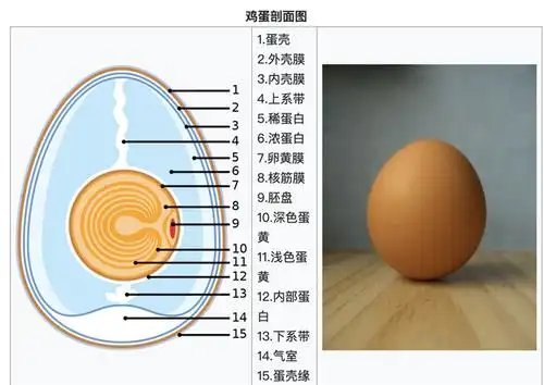 鸡蛋结构