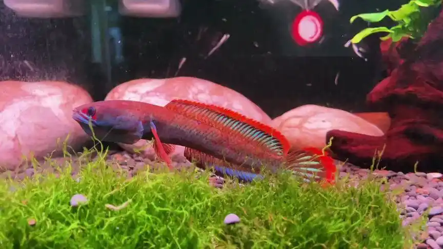 缅甸出产,梦幻血斑一型雷龙鱼.又称冰火雷龙,暴躁,打斗能力强