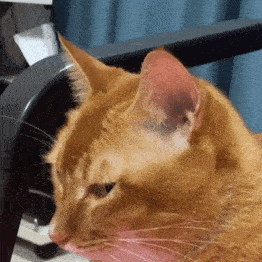 网红猫咪沙雕猫咪敦敦表情包六