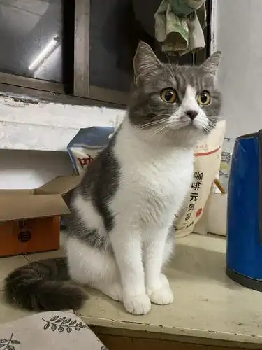 英短蓝白母猫小偿300元领养,已疫苗,驱虫