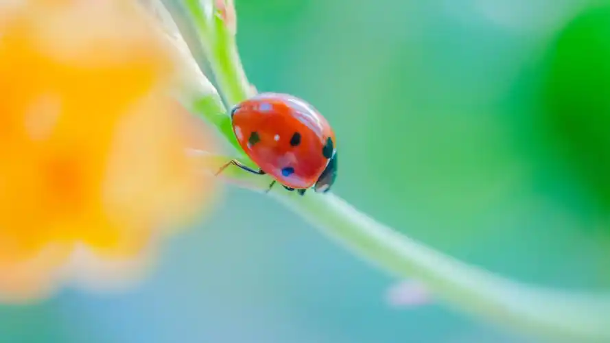 壁纸 红色瓢虫,昆虫,鲜花,绿色背景 3840x2160 uhd 4k 高清壁纸, 图片