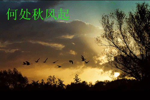 原创:古诗"秋风引--刘禹锡"动画表现