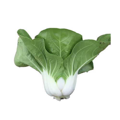 白牡丹四季秋冬夏秋冬春季盆栽雨水矮脚耐热鸡毛摆件