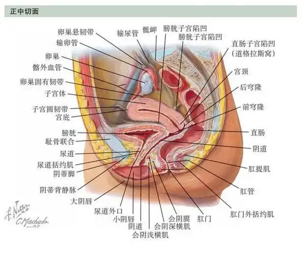 盆腔正中切面 二 盆腔脏器和其支持系统 ——上面观