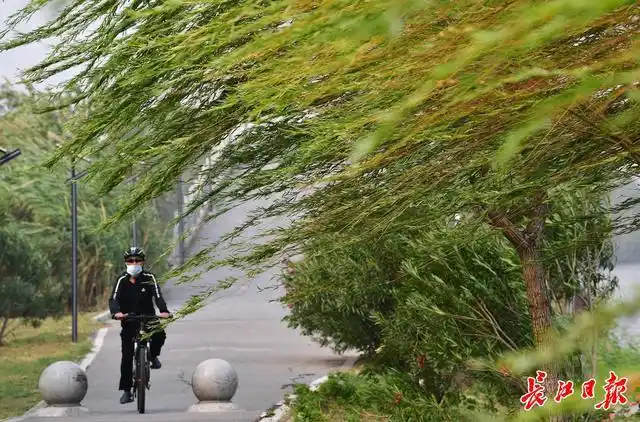 湖边大风吹,柳枝斜横舞