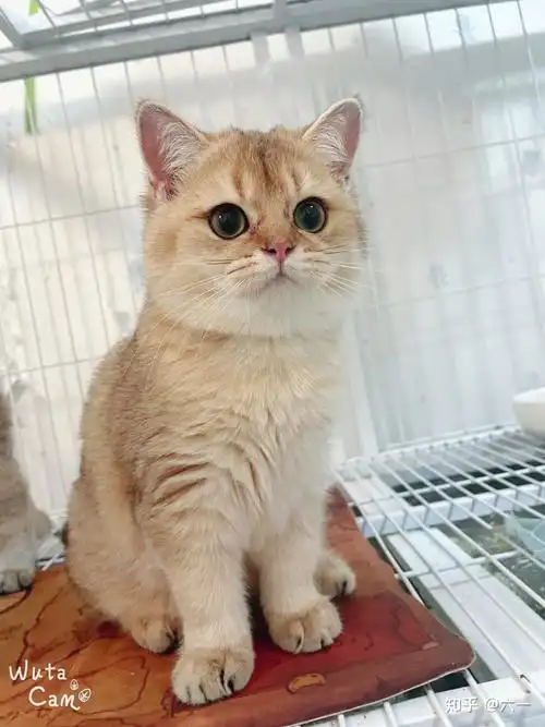 自己家生的金渐层    被人放鸽子之后  只求找个靠谱家长 价不高生物