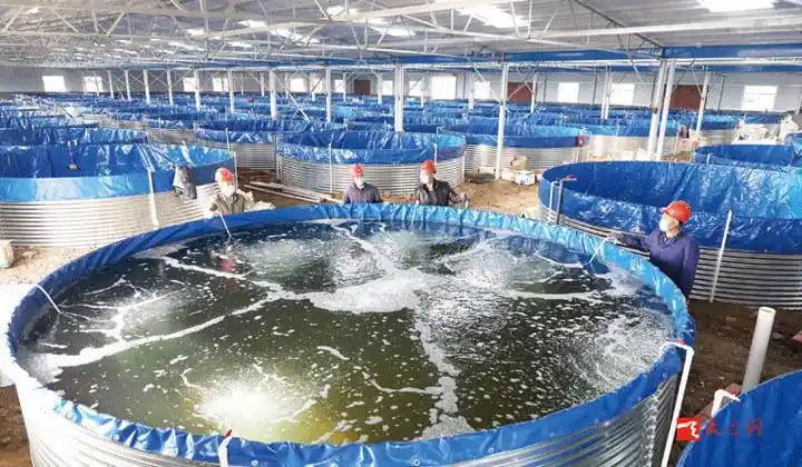 工厂化养鱼