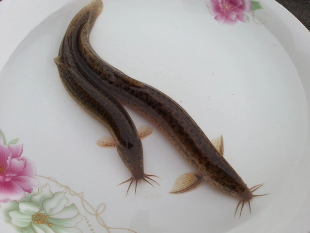 认泥鳅品种及雌雄繁苗赚钱第一步